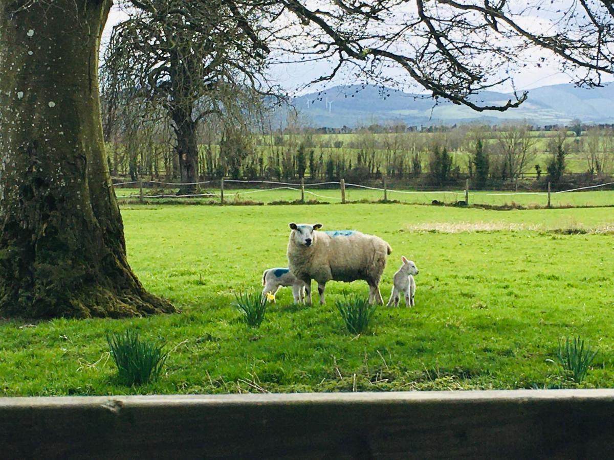 Lissanisky House Bed and Breakfast Ballymackey Buitenkant foto